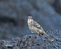 San Cristobal Mockingbird