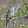 San Cristobal Mockingbird