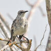 San Cristobal Mockingbird