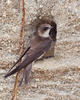 Sand Martin