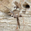 Sand Martin