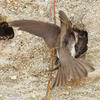 Sand Martin