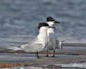 Sandwich Tern