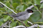 Sardinian Warbler