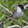 Sardinian Warbler