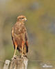 Savanna Hawk