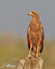 Savanna Hawk