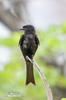 Savannedrongo