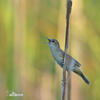 Savi's Warbler