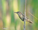 Savi's Warbler