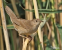 Savi's Warbler