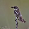 Saxicola torquata