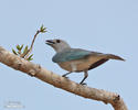 Sayaca Tanager