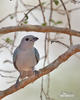 Sayaca Tanager