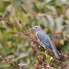 Sayaca Tanager