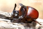 Scarab Beetle