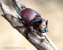 Scarab Beetle