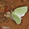 Scarce Silver-lines