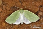 Scarce Silver-lines