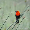 Scarlet-headed Blackbird