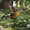 Scarlet-rumped Tanager