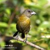 Scarlet-rumped Tanager