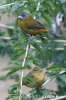 Scarlet-rumped Tanager