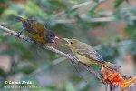 Scarlet-rumped Tanager