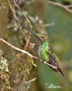 Schwertschnabelkolibri