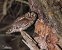 Scops Owl
