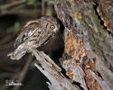 Scops Owl