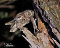 Scops Owl