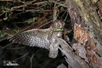 Scops Owl