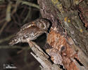 Scops Owl