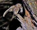Scops Owl