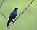 Scrub Blackbird