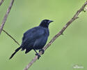 Scrub Blackbird