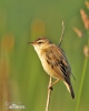 Sedge Warbler