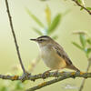 Sedge Warbler