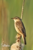 Sedge Warbler