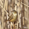 Sedge Warbler