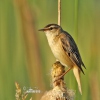 Sedge Warbler