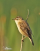 Sedge Warbler