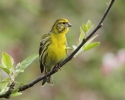 Serin cini