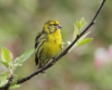 Serin cini