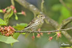 Serin cini