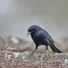 Shiny Cowbird