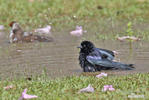 Shiny Cowbird