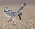 Short-eared Owl