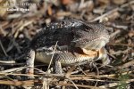 Short-horned Lizard